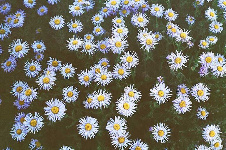 Image of How To Know Which Cold Traffic Audience To Use For Your E-Commerce Facebook Ads